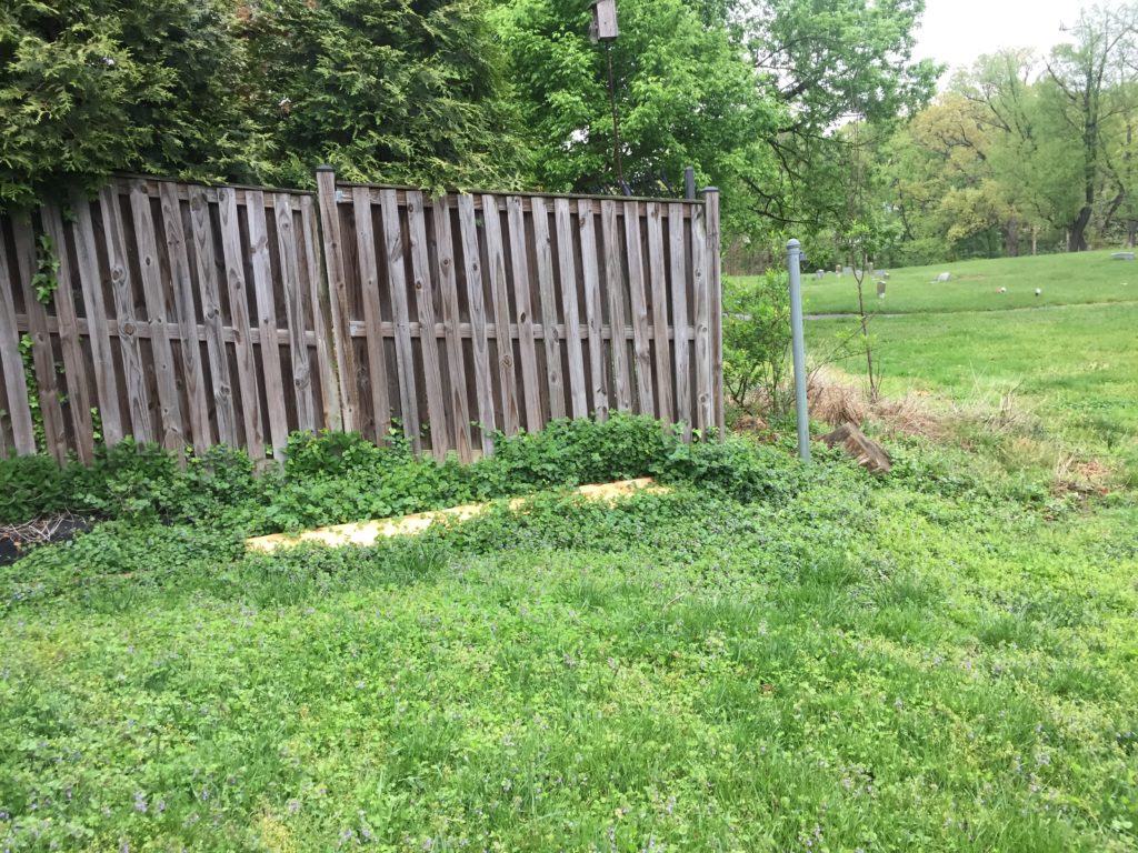 Weedy area and lawn in front of a wooden fence. 