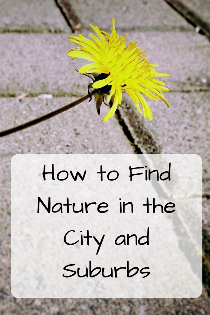 How to Find Nature in the City and Suburbs (Photo: Dandelion growing out of a sidewalk)