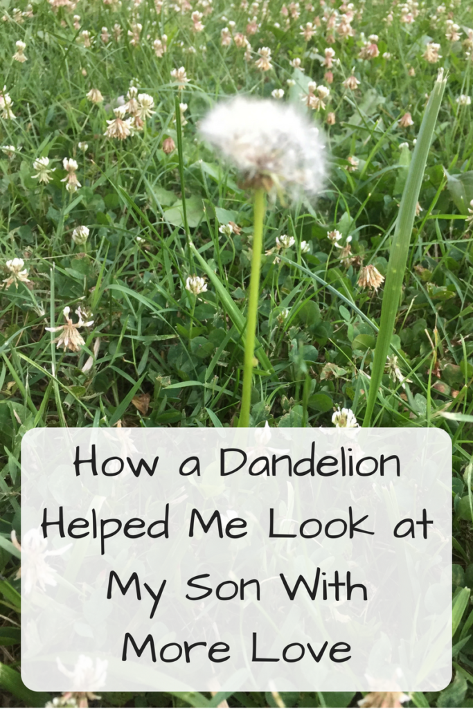 How a Dandelion Helped Me Look at My Son With More Love (Photo: A fuzzy dandelion)