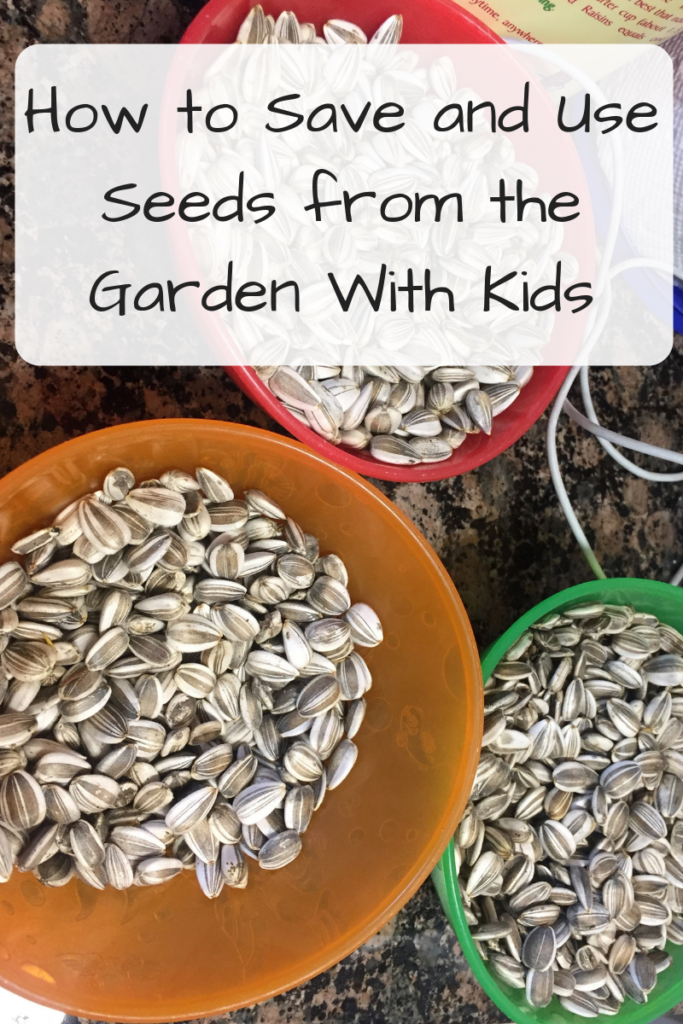 How to Save and Use Seeds from the Garden With Kids (Photo: Bowls of sunflower seeds on a counter)