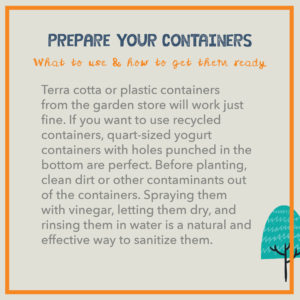 Prepare your containers. Terra cotta or plastic containers from the garden store will work just fine. If you want to use recycled containers, quart-sized yogurt containers with holes punched in the bottom are perfect. Before planting, clean dirt or other contaminants out of the containers. Spraying them with vinegar, letting them dry, and rinsing them in water is a natural and effective way to sanitize them.