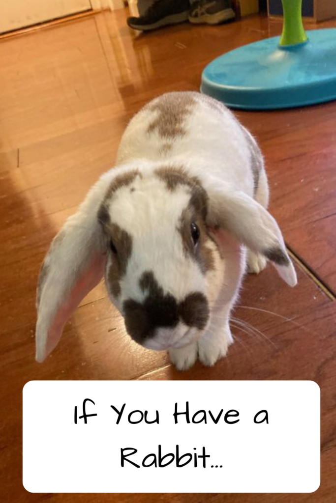 Photo of a white rabbit with brown spots around its eyes and nose on a hardwood floor; text: If You Have a Rabbit
