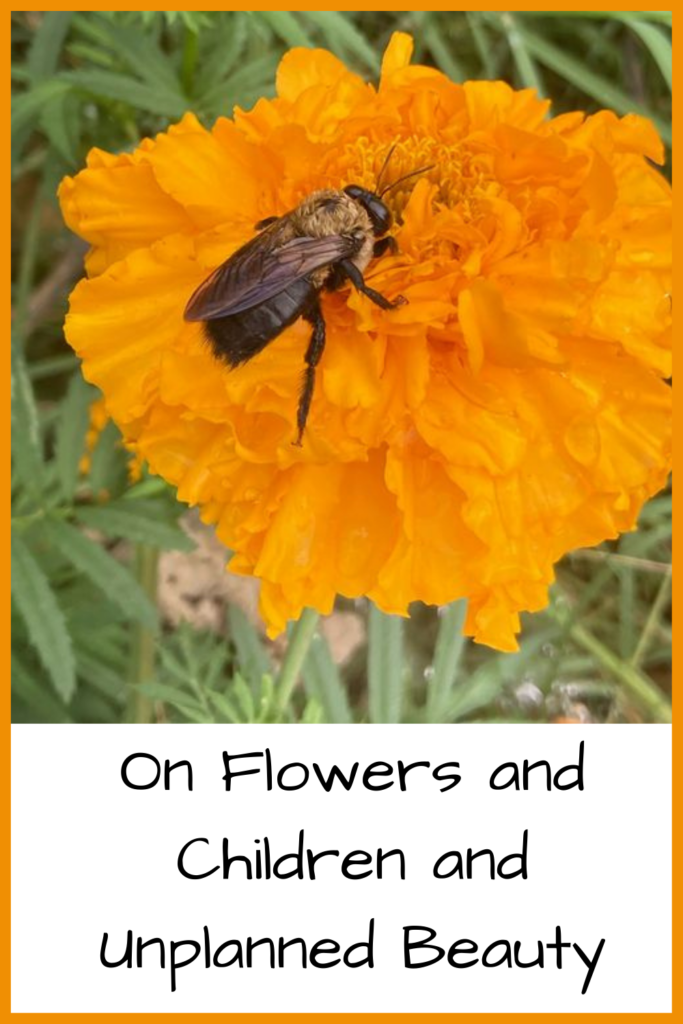 Photo of a bumblebee on a marigold flower; On Flowers and Children and Unexpected Beauty