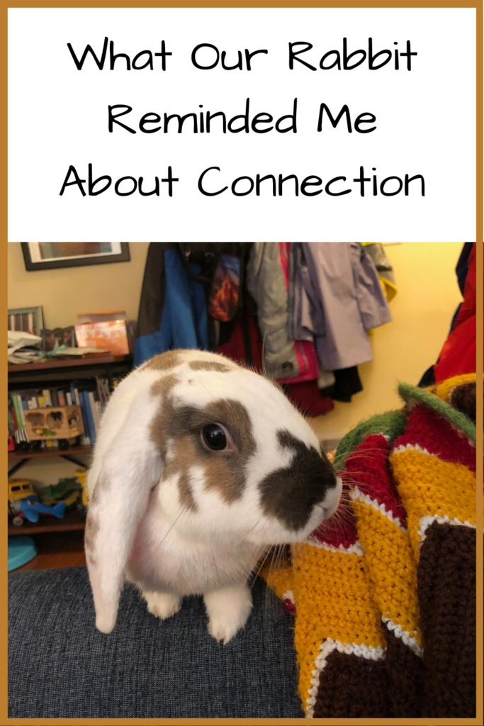Photo of a white rabbit with brown spots sitting on a blue couch arm; text: What our rabbit reminded me about connection