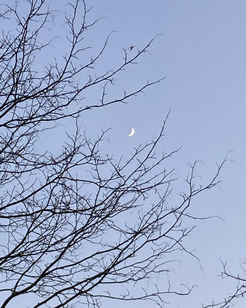 Photo of a crescent moon between the branches of a bare tree
