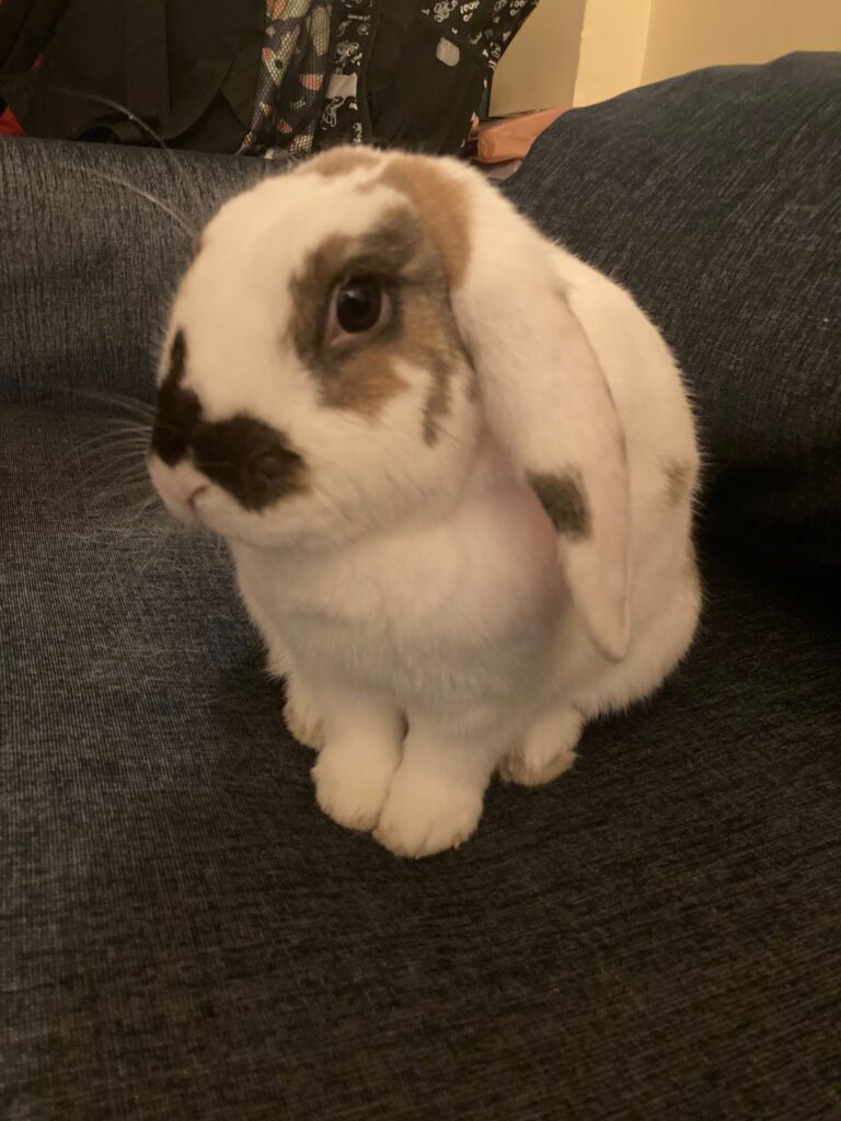 Photo of our rabbit (a white lop with brown patches around his nose, eyes, and on his ears) sitting on our blue couch