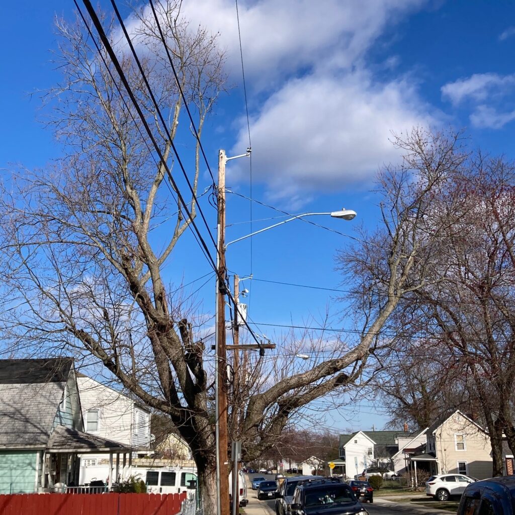 Photo of a tree in my neighborhood that has branches on both sides of a power line, with the power line going right through the middle. There are cars parked on the street next to it and houses on both sides