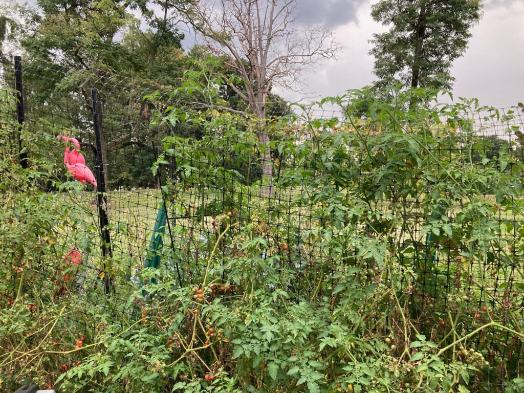 Our roaming, sprawling cherry tomato plants from last summer, growing all into and over our netting-based fence with a pink plastic flamingo in the background