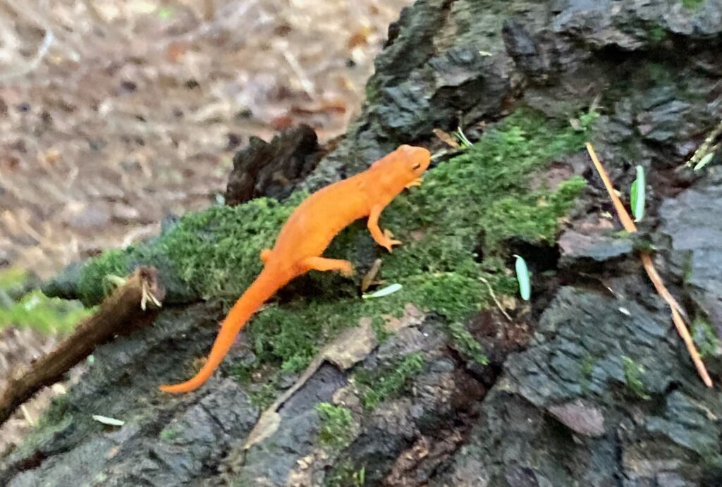 Photo of a tiny orange newt on the bark of a fallen log with moss 