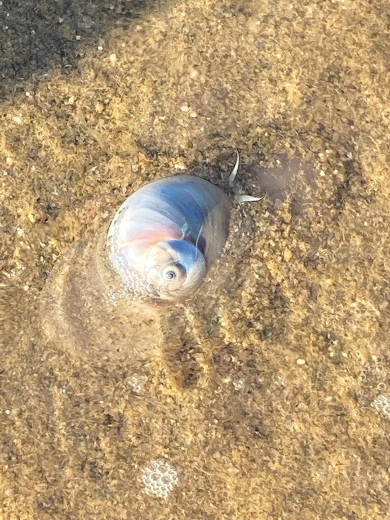 A snail partly buried in the sand with a gray and peach shell