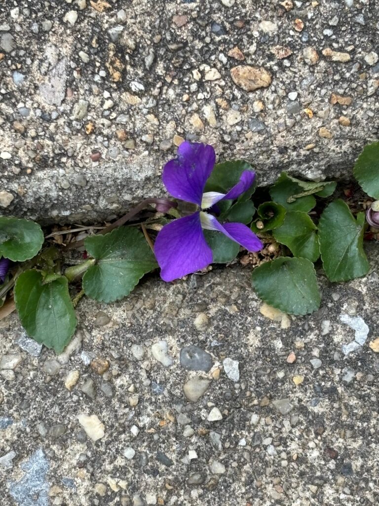 A purple violet growing through the sidewalk