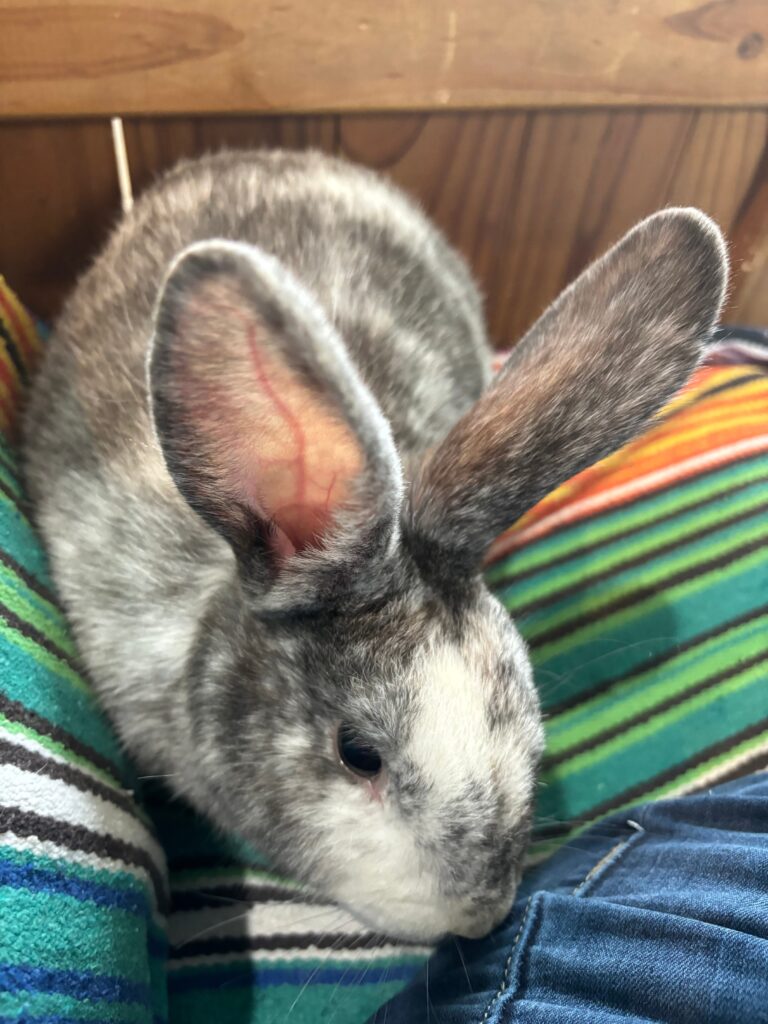 A gray rabbit with a white face sitting on a striped cushion