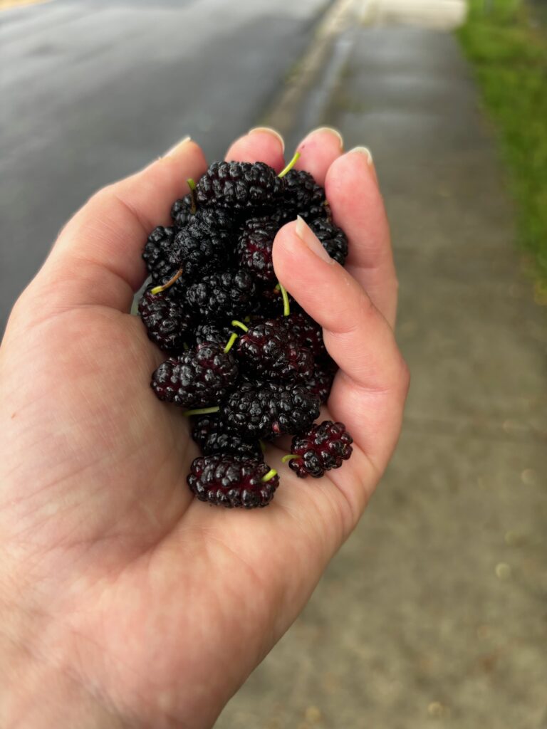 A white hand (mine) holding mulberries