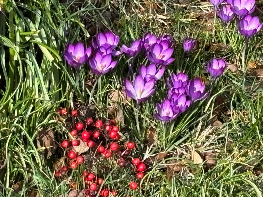 Small purple crocuses and red berries among grasses