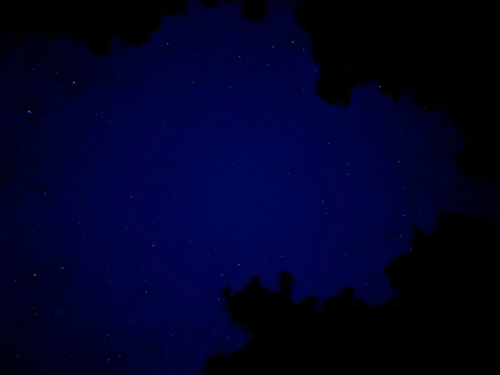 A view up at the dark blue night sky with stars through dark trees