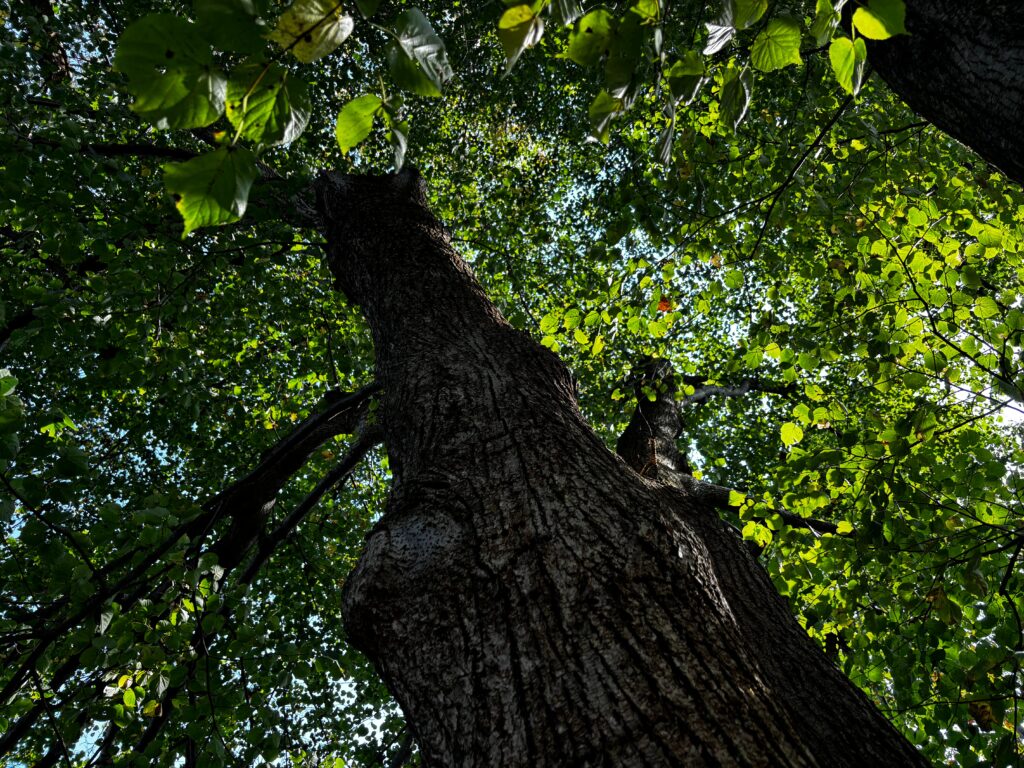 Looking up into the branches of a large tree. The leaves are bright green and the sunlight filters through them. 