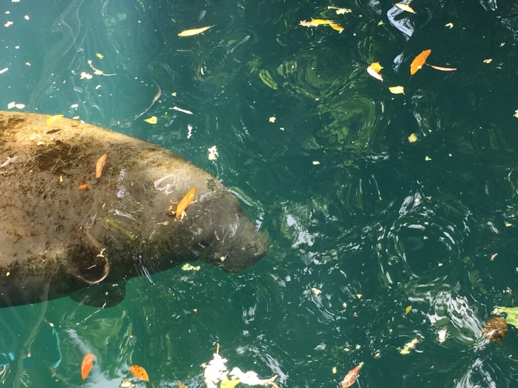 The head and flippers of a manatee in blue-green water with leaves floating on top